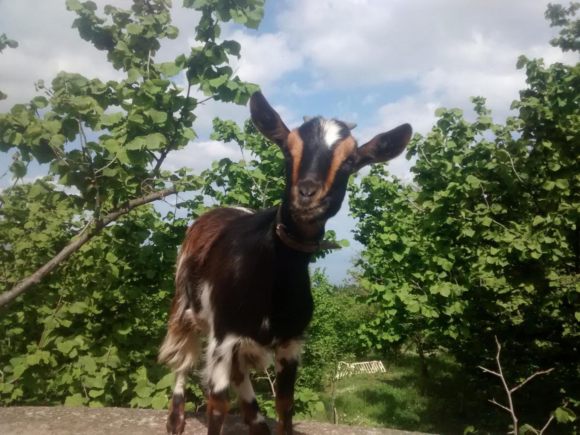 Séjour à la ferme La Caraffara Sull' Etna Puntalazzo
