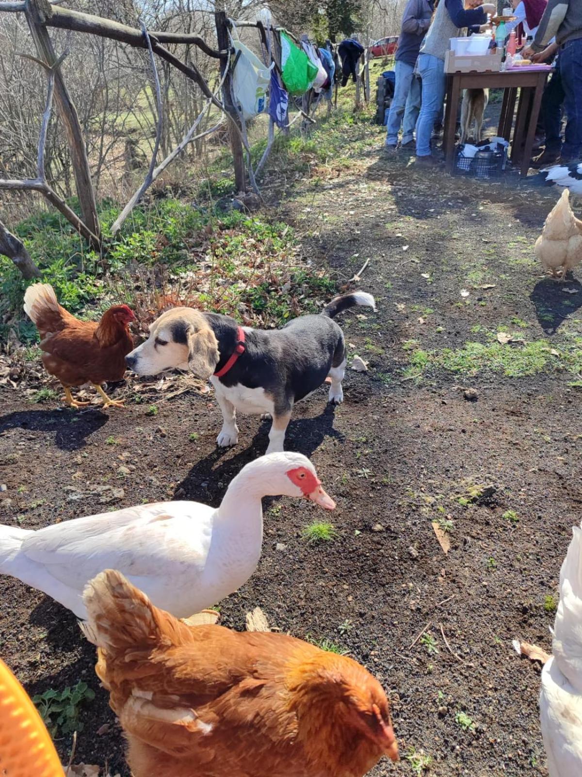 Séjour à la ferme La Caraffara Sull' Etna